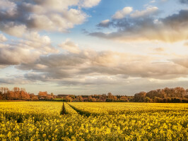 Rapeseed in Norfolk field